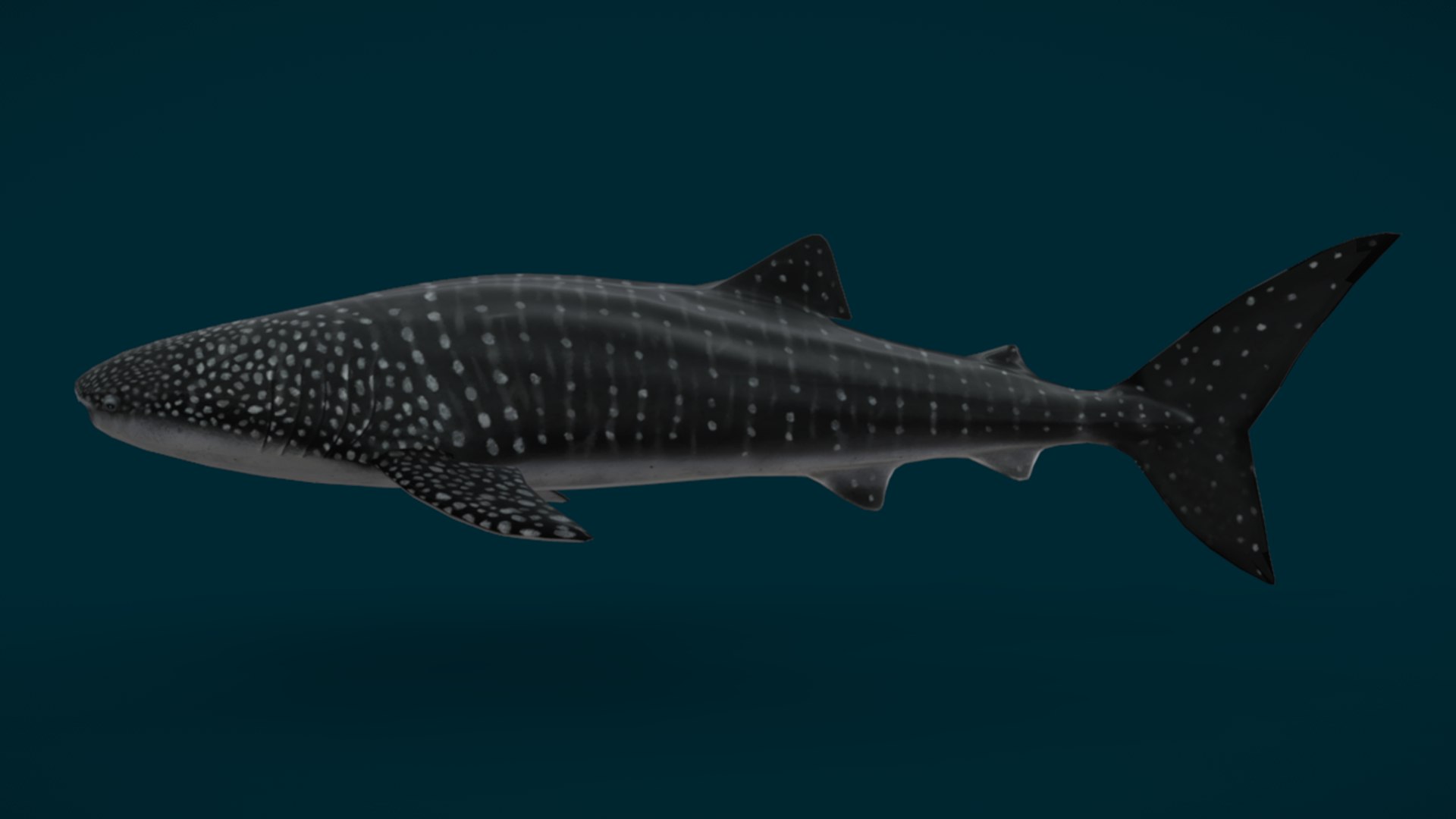 Ocean Fish Collection Animated 3D model https://p.turbosquid.com/ts-thumb/tg/WAOpC0/wQ/whale_shark1/png/1790590898/1920x1080/fit_q87/5cf72011a676a74f94de67933f22f434b01882cd/whale_shark1.jpg