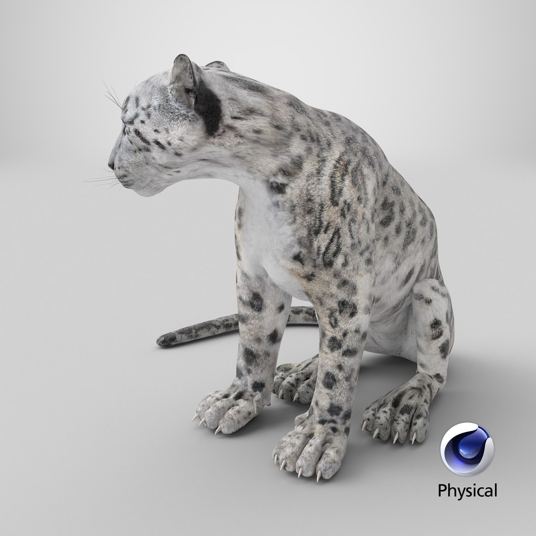 3D Snow Leopard in Sitting Pose https://p.turbosquid.com/ts-thumb/tg/byR3oH/AS/stemcell_cinema_4d_physical_render/png/1738055436/1920x1080/fit_q87/7aa38353299c1375493be763e68893b4c1e3d4c0/stemcell_cinema_4d_physical_render.jpg