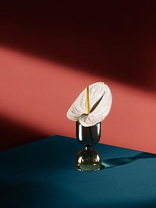 Anthurium Flower