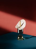 Anthurium Flower