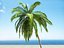 beach palm 3d model