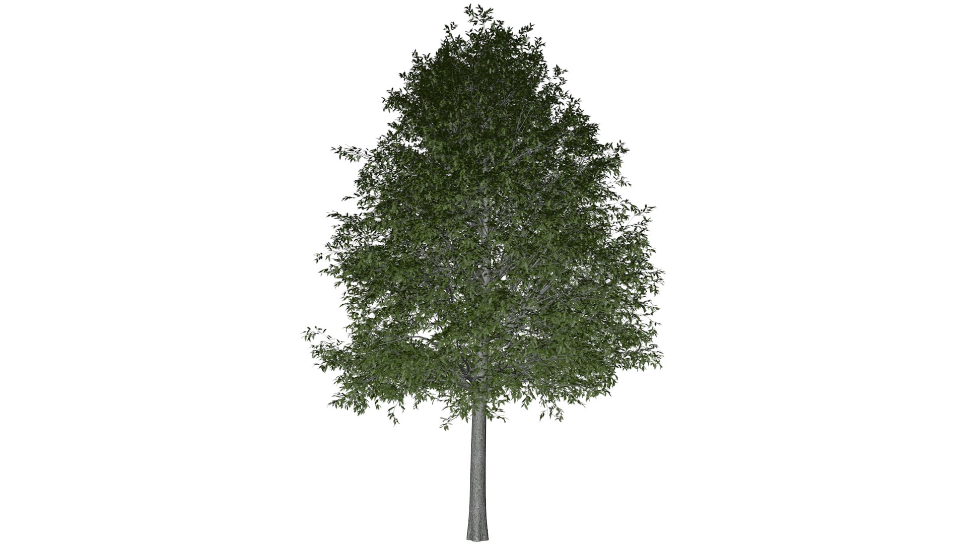 3D Shingle Oak Tree Collection https://p.turbosquid.com/ts-thumb/tg/l8QkVB/cV/shingleoak_05_030/png/1792120762/1920x1080/fit_q87/114d26f8d35fb99d89219fa71ae158fc61f95444/shingleoak_05_030.jpg