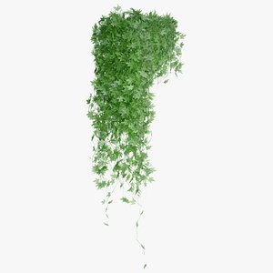 vine plant nature 3D