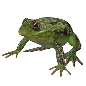 Frog Low poly Rig 3D model