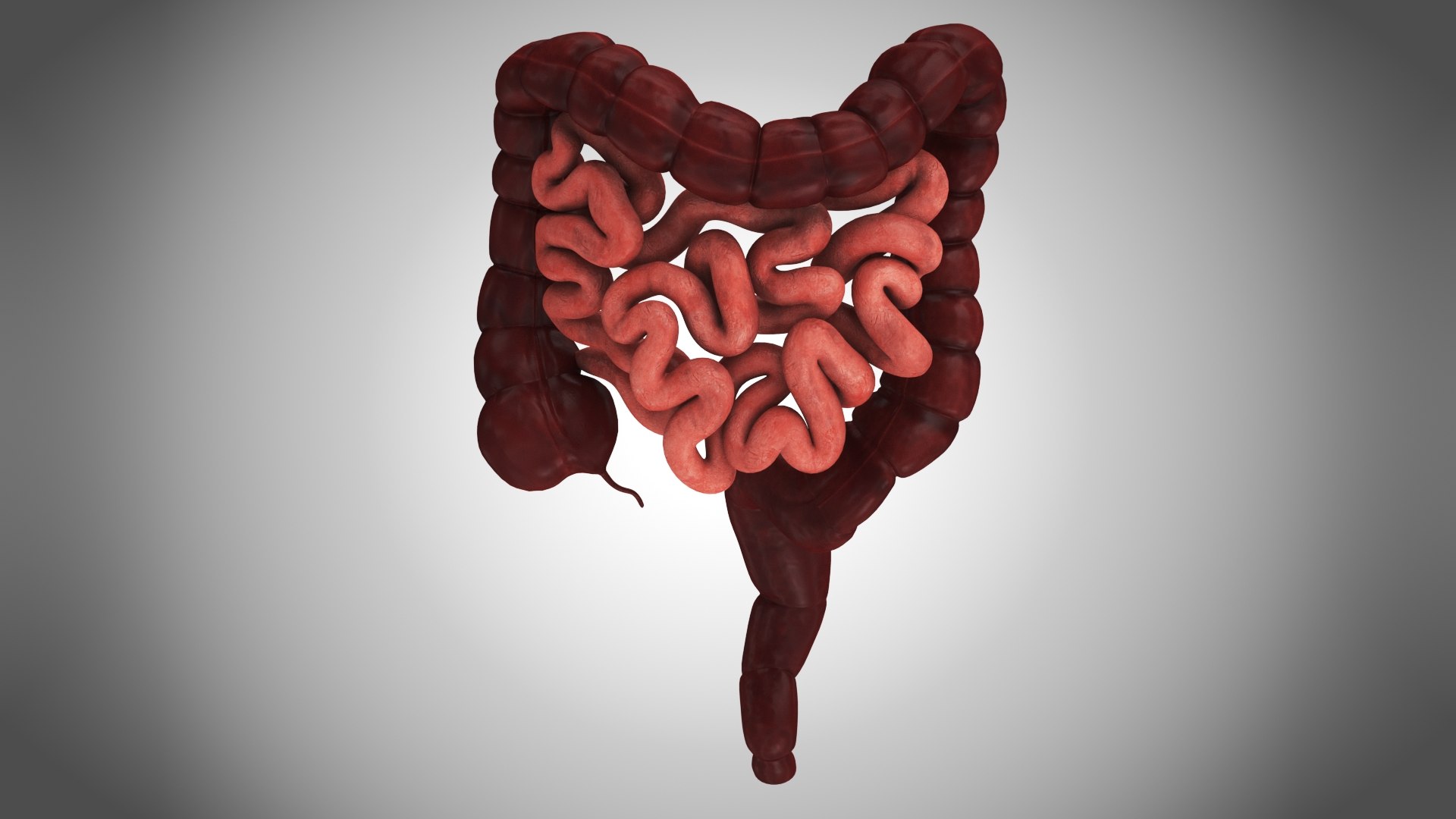 Large and Small Intestines 3D model - TurboSquid 1848066