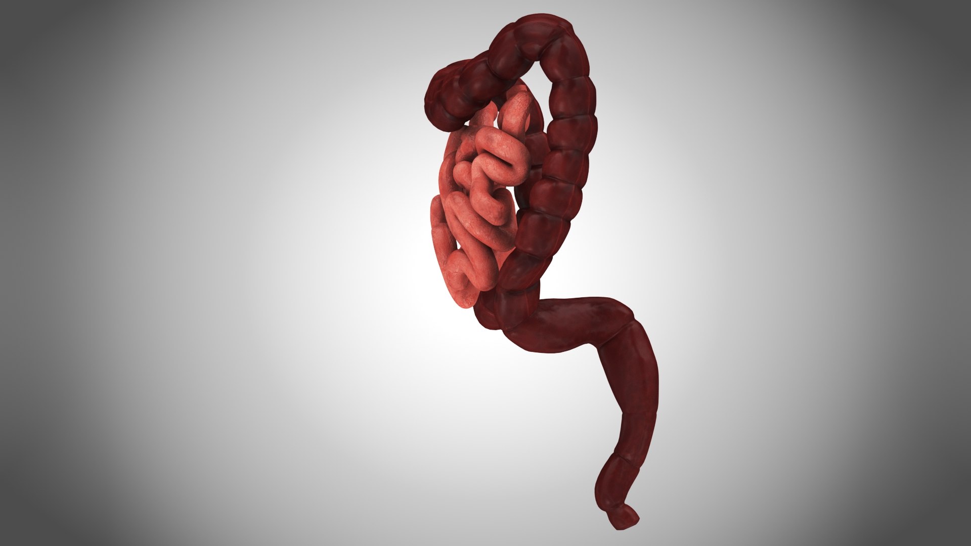 Large and Small Intestines 3D model - TurboSquid 1848066