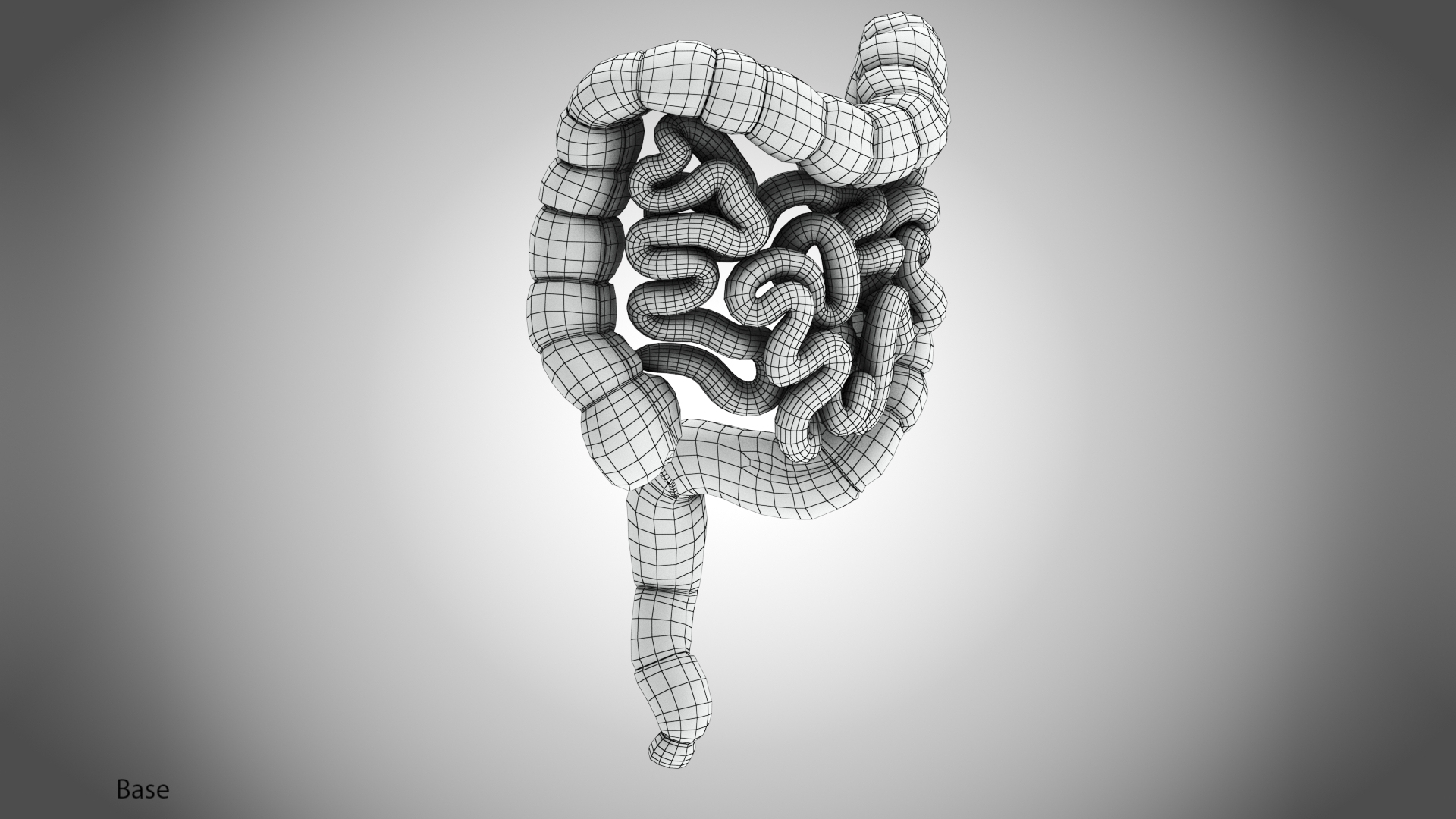 Large and Small Intestines 3D model - TurboSquid 1848066