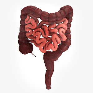 Large and Small Intestines 3D model