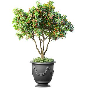 Decorative tree in a classic pot and flowerpot Indoor plant 3D model