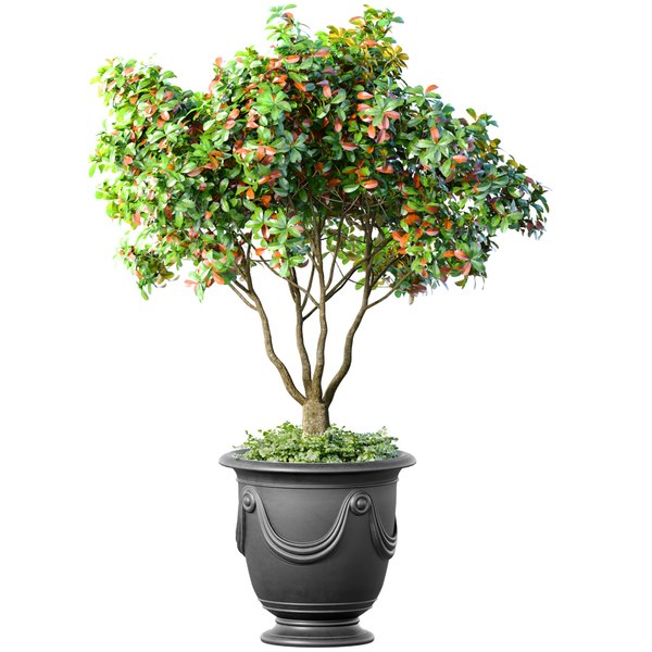 Dekorativer Baum im klassischen Topf und Blumentopf. Zimmerpflanze 3D