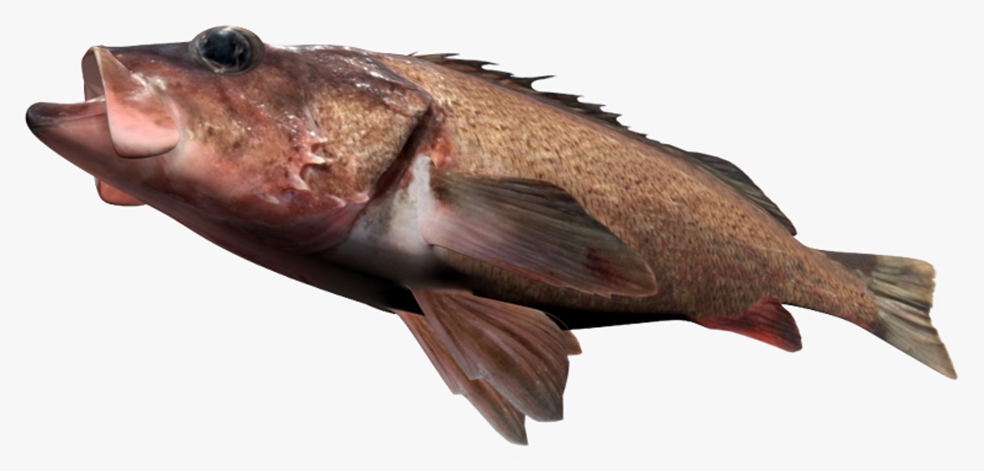 3d Silvergray Rockfish