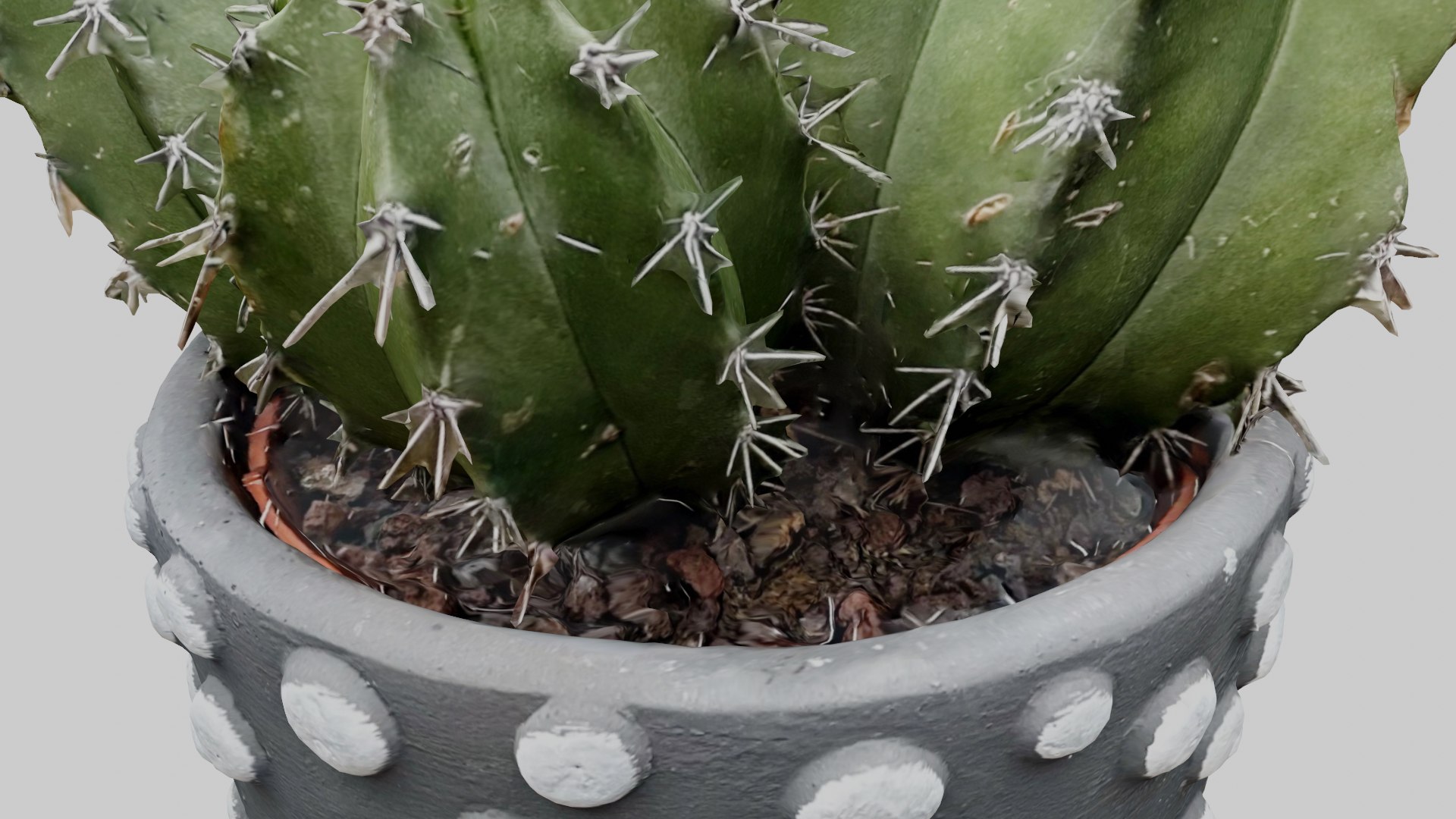 High detailed cactus in a pot 3D model - TurboSquid 2150173