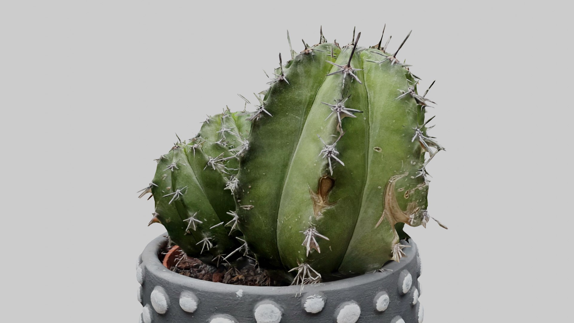 High detailed cactus in a pot 3D model - TurboSquid 2150173