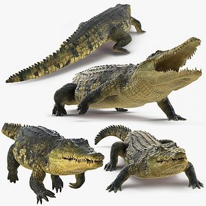 3D model crocodile animals