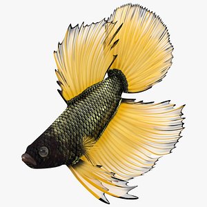 3D model Yellow Crowntail Betta Fish Diving Animated Rigged for Cinema 4D