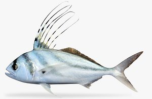 roosterfish fish 3D model