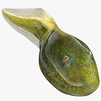 Tadpole Rigged for Maya