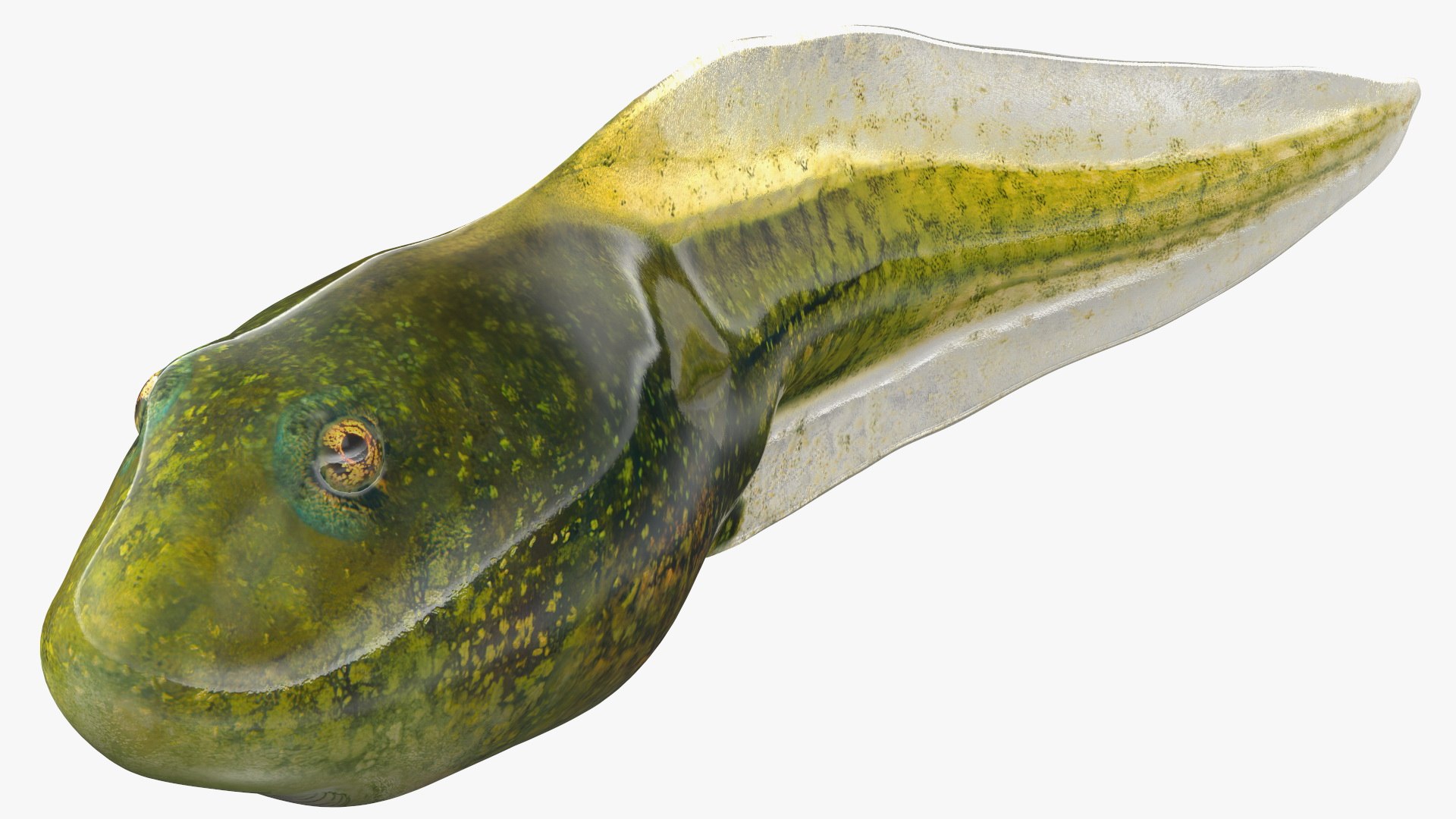 Tadpole Rigged for Maya 3D model preview