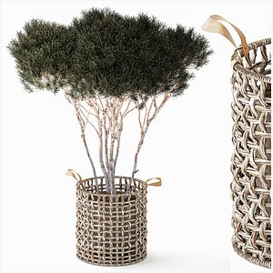 Topiary Tree Pine Spruce Fir Basket Pot