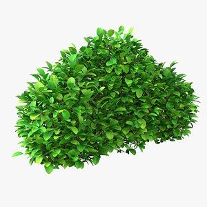 3D model Cartoon Bush 13
