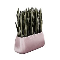Gandiablasco - SAHARA - Sansevieria E