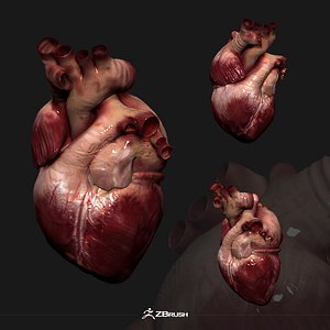 realistic human heart model