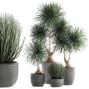 Beaucarnea recurvata in a flowerpot for interior design 540