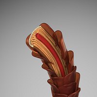 Sectioned Hair Anatomy