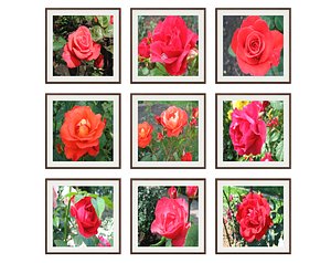 pictures flowers photo 3D model