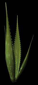lightwave succulents cacti