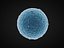 ovule 32