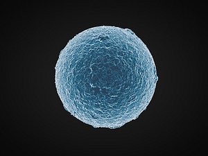 ovum 32