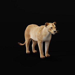 Lioness Adult