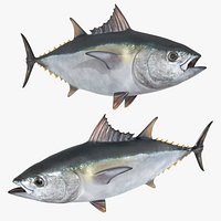 Marine Yellowfin Tuna For Blender