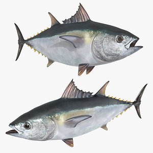Marine Yellowfin Tuna For Blender
