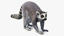 Lemures Fur Rigged