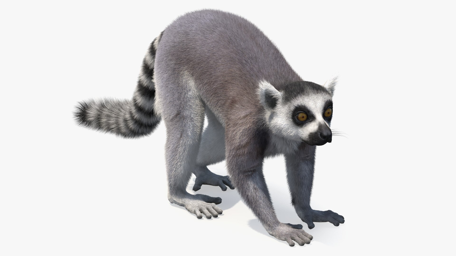 Rigged African Mammals Fur Collection