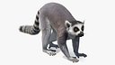 Lemures Fur Rigged