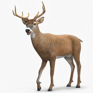 3D Virginia Deer Rigged