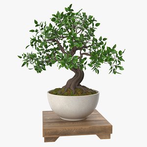 Bonsai Tree 3D model