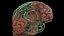 High Resolution 8k Human Brain System Pack  Premium