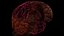 High Resolution 8k Human Brain System Pack  Premium