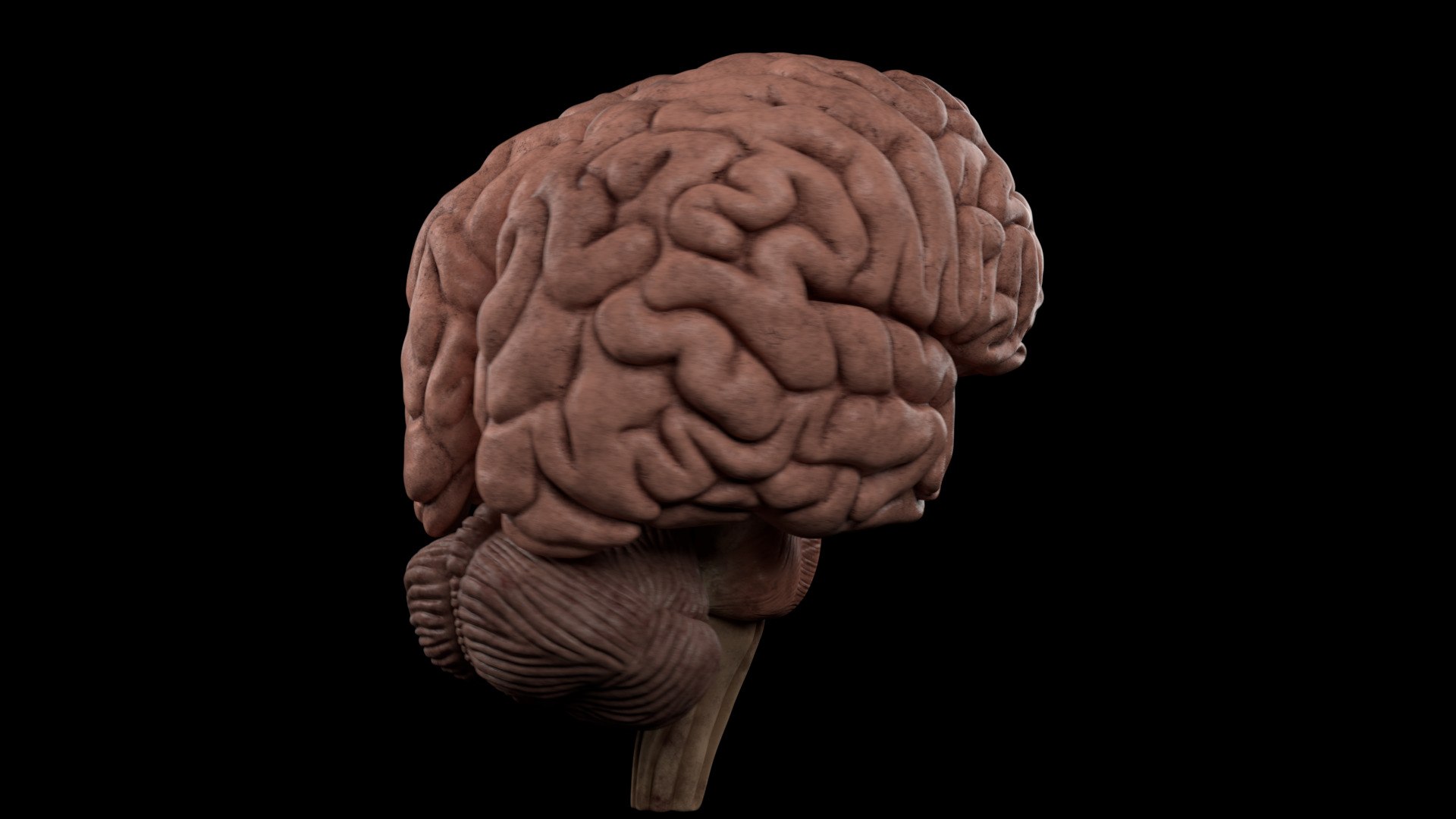 anatomy brain pack cerebellum 3D model https://p.turbosquid.com/ts-thumb/tj/crOuba/CuY7ugH9/0083/jpg/1596801774/1920x1080/fit_q87/a5594b15aeaaceb9a52eee79be8fd4c5268625e1/0083.jpg