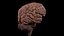 High Resolution 8k Human Brain System Pack  Premium