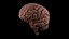 High Resolution 8k Human Brain System Pack  Premium