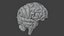High Resolution 8k Human Brain System Pack  Premium