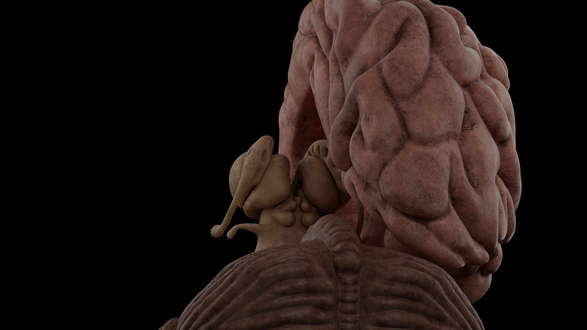 anatomy brain pack cerebellum 3D model https://p.turbosquid.com/ts-thumb/tj/crOuba/PRDz4WlB/close1/png/1596801787/1920x1080/fit_q87/d66a4402f6f793460b5e5449f66f06b1b589ce8a/close1.jpg