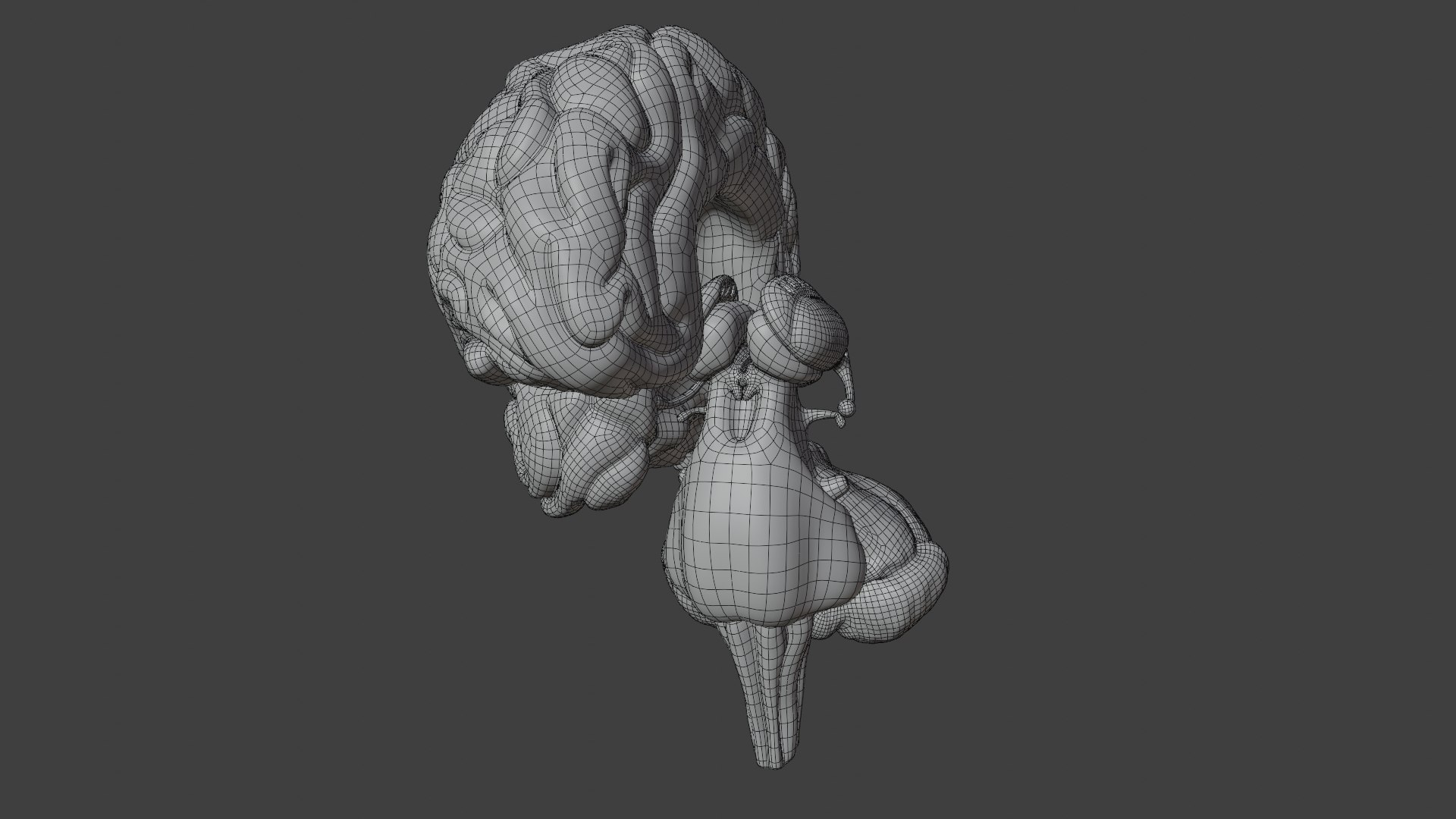 anatomy brain pack cerebellum 3D model https://p.turbosquid.com/ts-thumb/tj/crOuba/RAMLrXHY/wire4/png/1596801772/1920x1080/fit_q87/c7c8967802ab222f53fefad73f35c7b574f9d30e/wire4.jpg