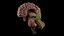 High Resolution 8k Human Brain System Pack  Premium