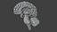 High Resolution 8k Human Brain System Pack  Premium